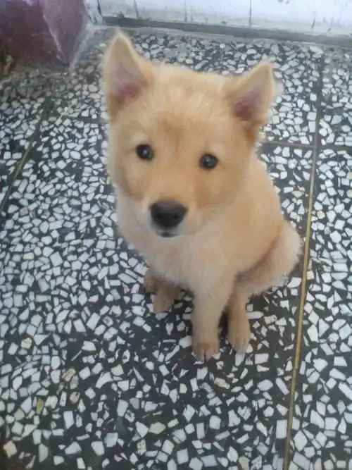 这是金毛和什么的串串