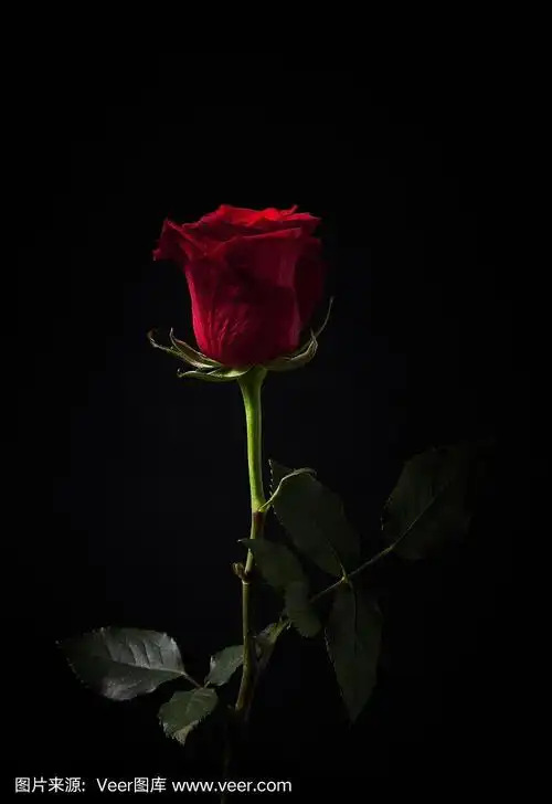 低浅红色玫瑰在黑色背景