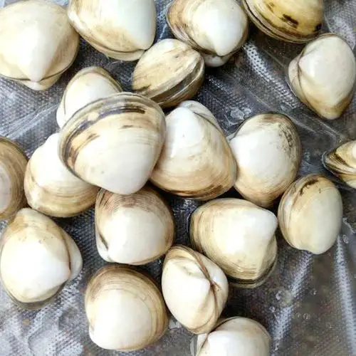 海鲜鲜活白蛤白蛤蜊 一手货源海产品批发 生鲜海鲜大礼包水产批发