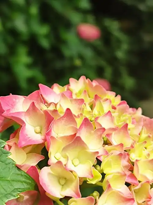 【原创首发】彩色绣球花