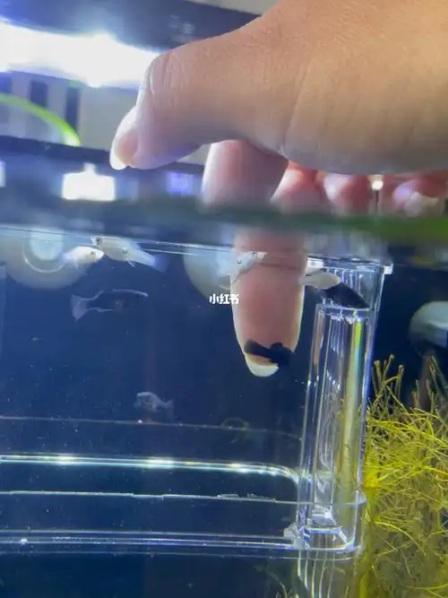 孙孙们满月啦98[庆祝r]一个月前先生说养几只小鱼,于是当天就去买了