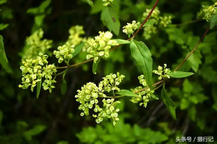 山野间的中药败酱不是战斗中的败将入药清热解毒消肿排脓等