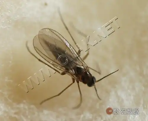 韭菜迟眼蕈蚊 (动物)