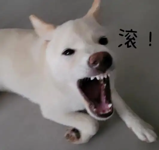来一波柴犬表情包