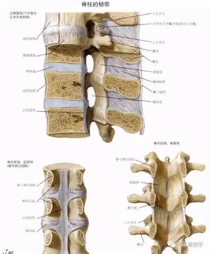 全身骨连结_关节