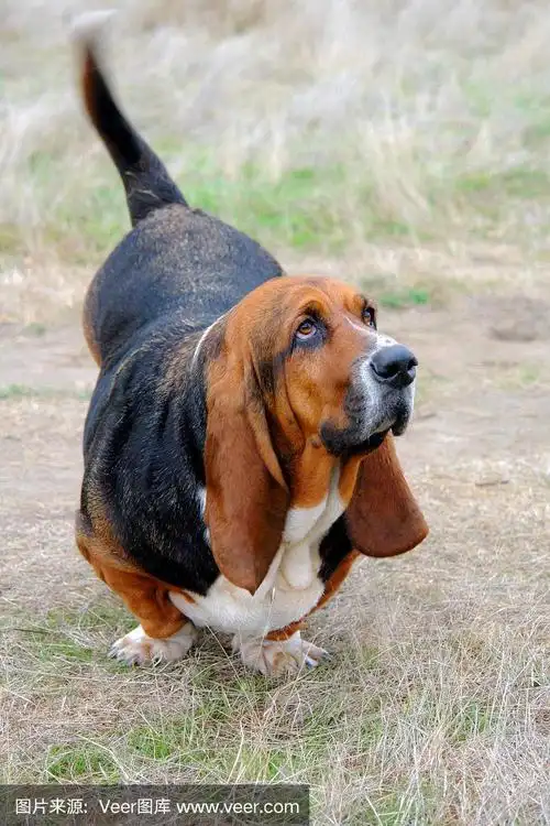 巴塞特猎犬