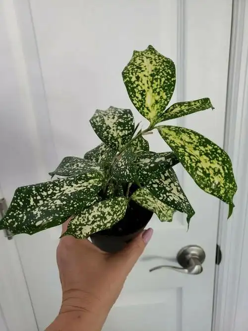 4,星点木上面是富贵竹的花朵上面是室内盆栽养护的富贵竹富贵竹