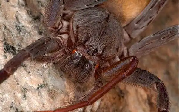 墨西哥惊现新种巨型蜘蛛:四对眼 红色獠牙恐怖