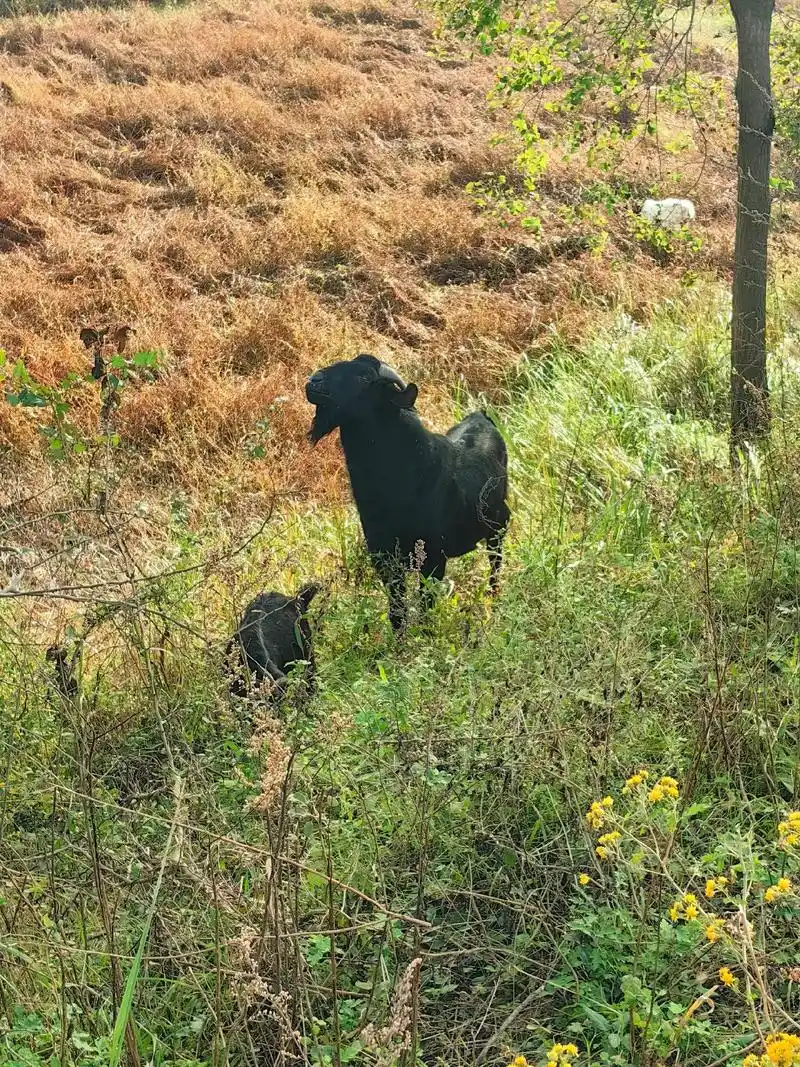 放养黑山羊