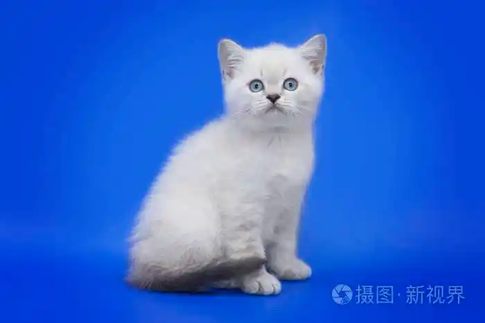 蓝眼睛的猫在蓝色背景下