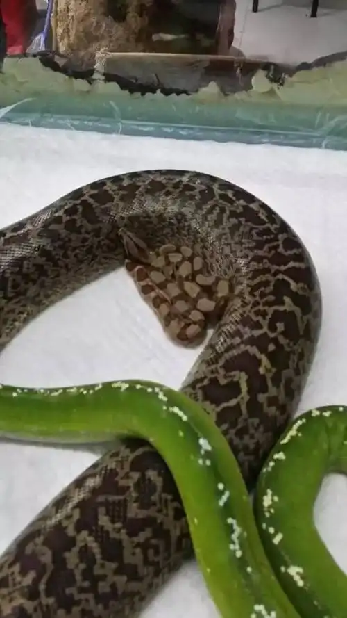 在她宿舍的桌子上,有三个保温箱,里面分别是小虫子,十多只仓鼠大小的