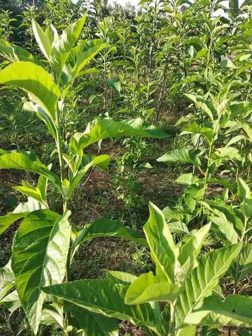 南非叶干叶叶树苗树苗食用正宗马来西亚将军功效绿植