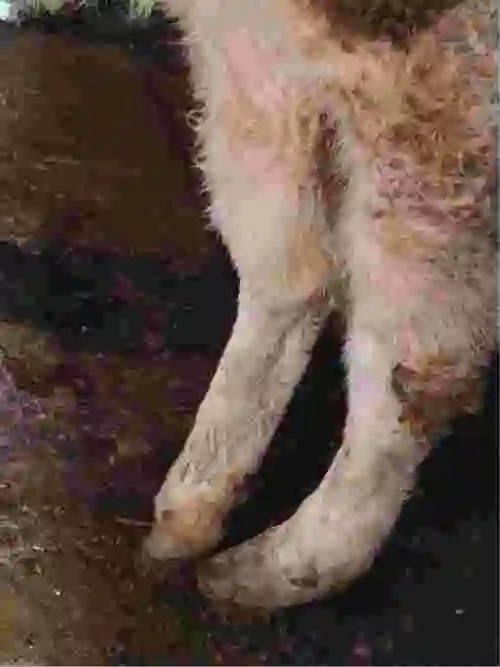 牛关节肿好几个月了