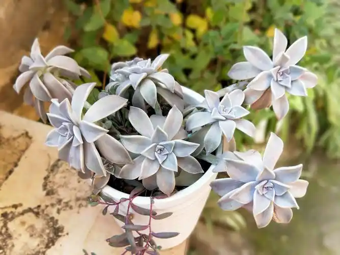 大普货胧月,叶插了好多,买的时候也很小,一年时间长大了很多