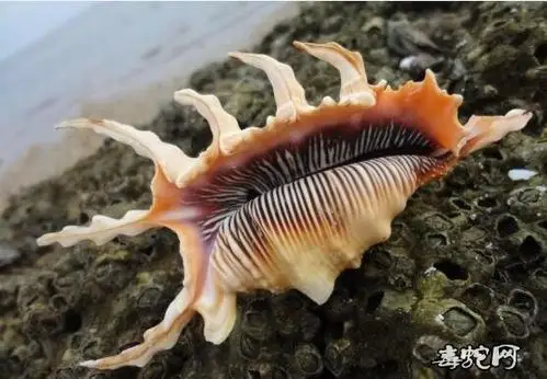 蜘蛛螺介绍,蜘蛛螺多少钱一个?怎么吃?-毒蛇网爬宠吧