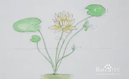 睡莲怎么画好看