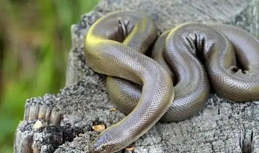 地球上10大最常见的无毒蛇,前两个虽无毒却很危险,你怕吗?|蛇类|蟒蛇|