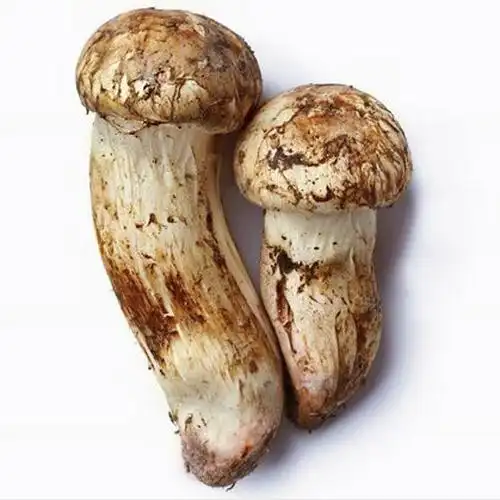 干松茸的做法及功效与作用干松茸的食用方法营养价值