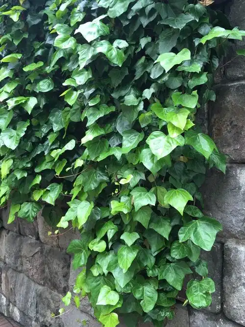 我又只有用郁郁葱葱来形容这些爬山虎了.