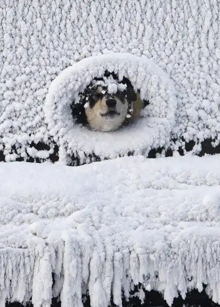 coldness keeps dog inside