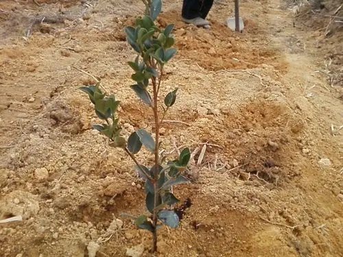 2年生油茶苗种植-闽43