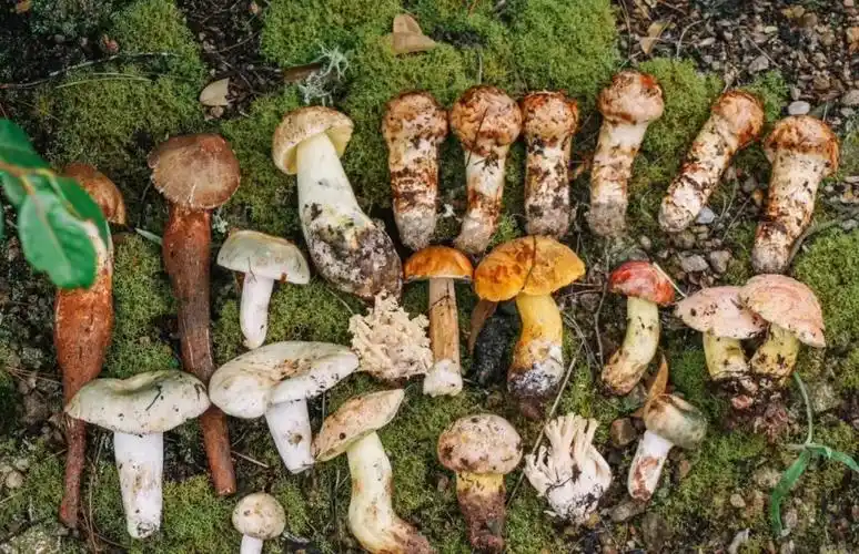 云南吃菌子指南