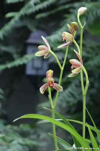 梅开二度——精彩梅-茶余兰后-中国兰花交易网社区
