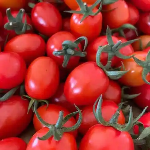 带箱6斤现摘新鲜圣女果小西红柿小番茄孕妇水果蔬菜非千禧