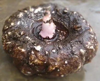 抗癌减肥第一品食药俱佳话魔芋