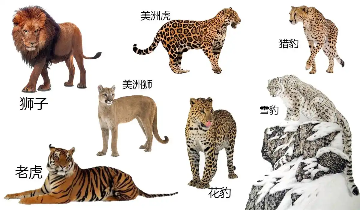 6千克的黑足猫,到大到300多千克的老虎,猫科动物涵盖的范围可谓是十分