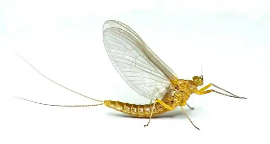 水里这些虫子越多说明水质越好?五一假期和身边的水生动植物一起过吧!