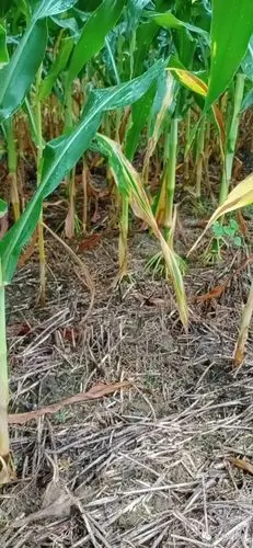 玉米底部叶片干枯----钾肥不足
