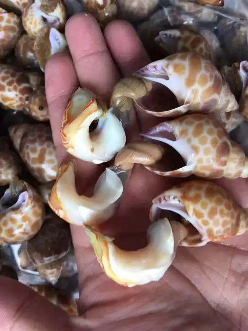 海鲜水产花螺 贝类 冷藏花螺 一手货源 鲜活贝类批发海螺