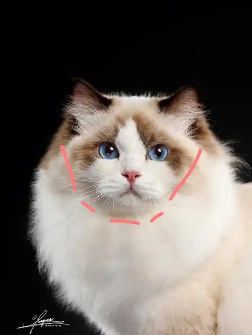 布偶猫是现在常见的猫咪品种之一,又被称之为猫中仙女,我将用三期时间