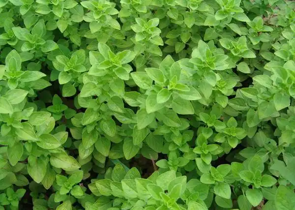 在老家叫野薄荷,事实上这种野草学名叫牛至同时又名止痢草,土香薷