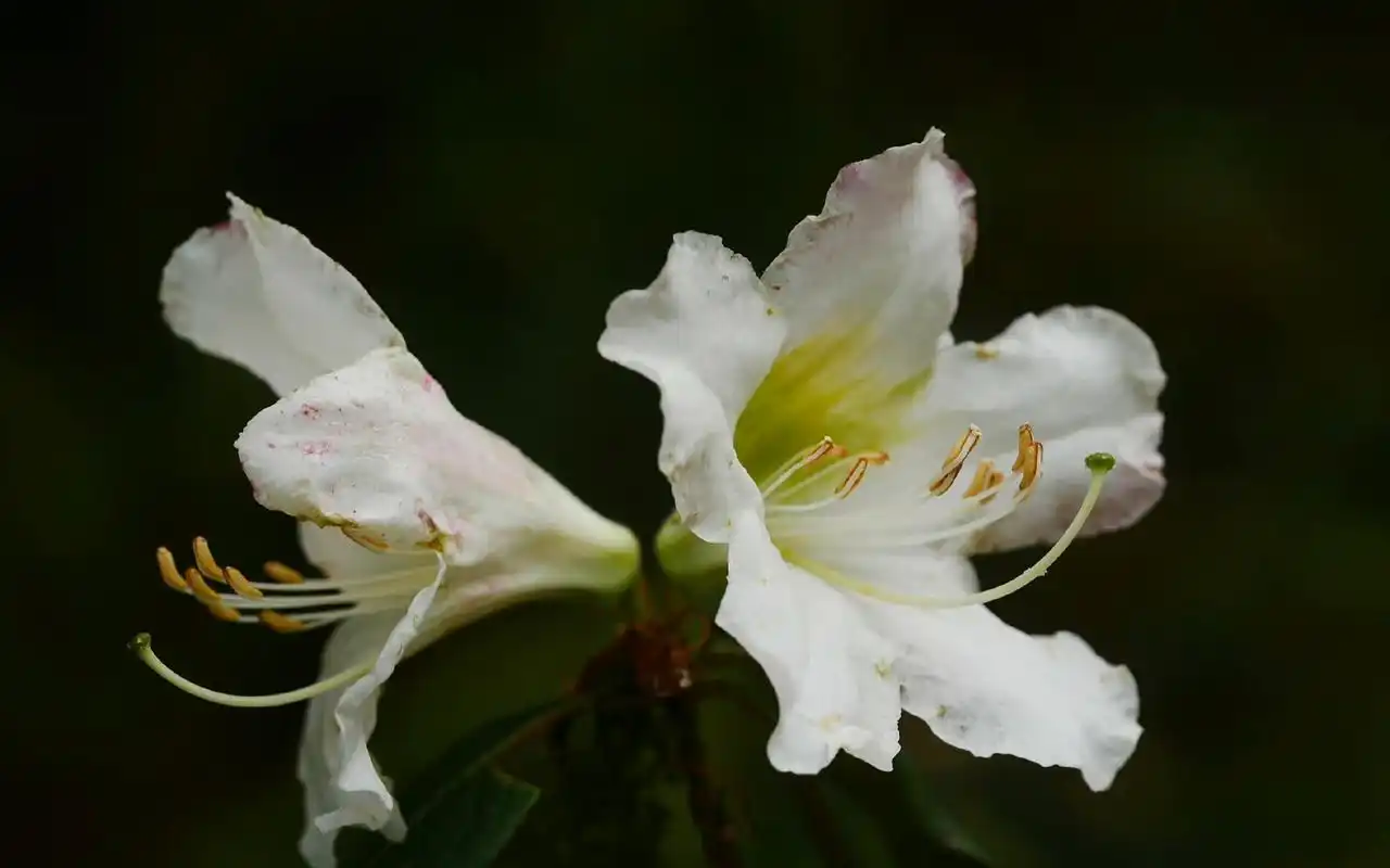 今生爱花,来世漂亮,好看,喜欢各种各样的,这花仙气飘飘