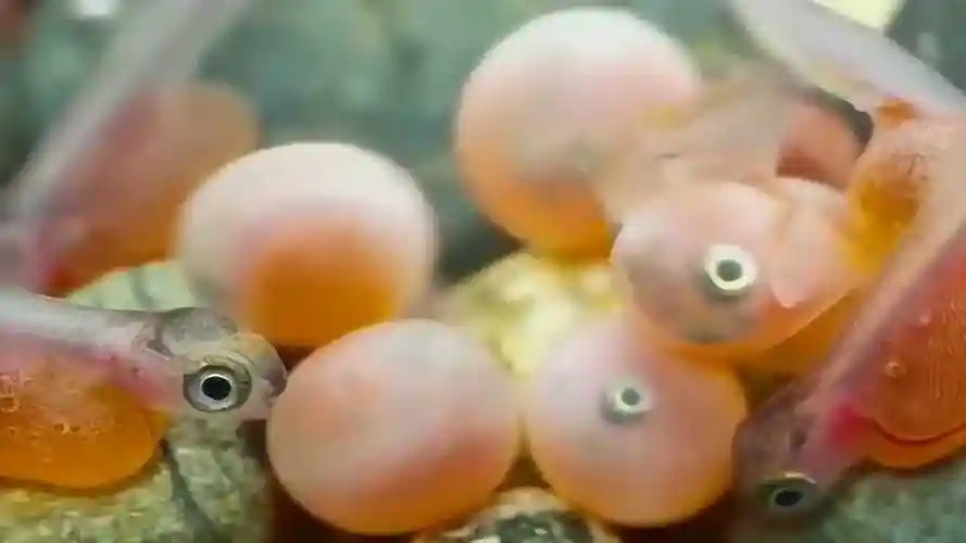 又萌又可爱的金鱼宝宝它的出生过程是怎样的呢快来看看吧