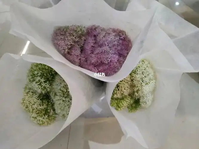 像多肉一样的鲜切花,花期超长,很可爱,三个颜色都很美耶它叫景天,猜对