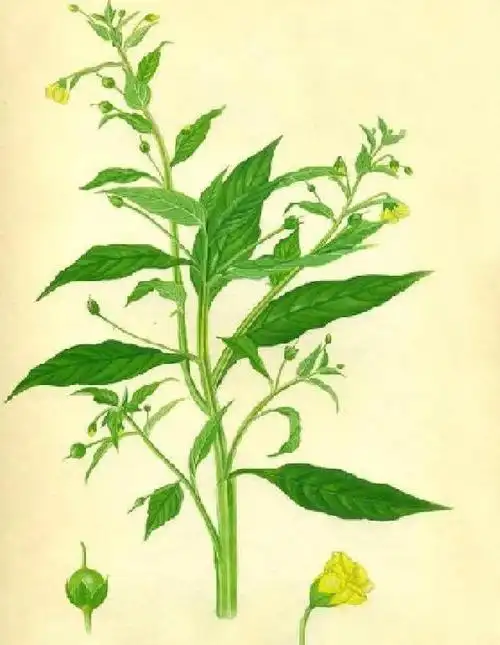 农村一种名贵植物灵香草,用途很广,其带根的全草药用价值可不小