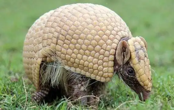 世界上最胆小的动物犰狳经常把自己吓死濒危动物