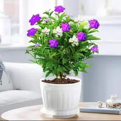 半径风景 清香型双色茉莉盆栽 (不含盆)