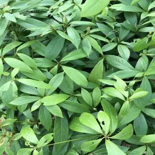 芊阙四川金丝楠木苗正宗金丝楠苗小叶桢楠树苗金丝楠木苗楠木树苗sy