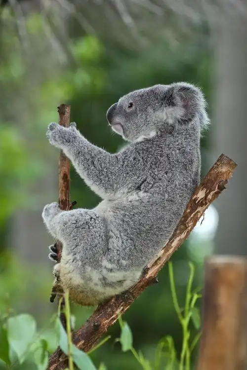 可爱的考拉熊 图片素材下载-陆地动物-生物世界-图片素材 - 集图网 ww