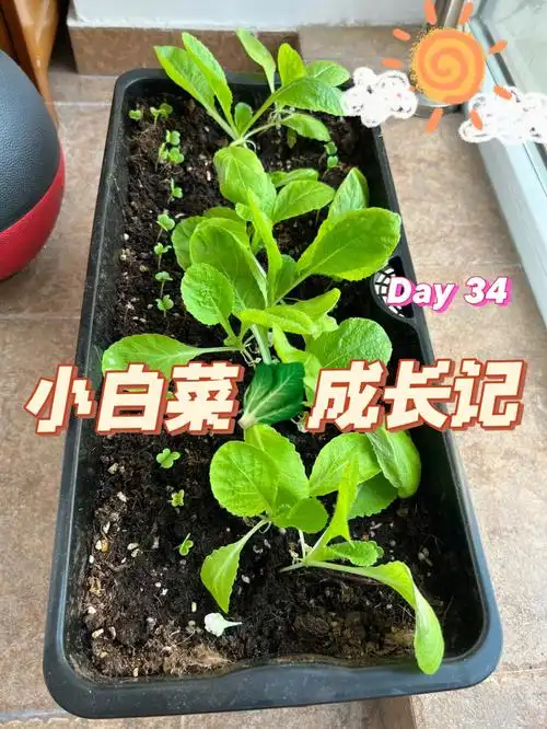 小白菜02的种植日记阳台种菜