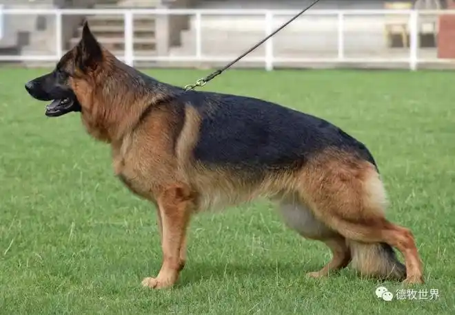 2019年8月初欧洲德牧7次州展比赛成年组