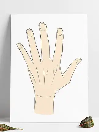 i>手 /i>背 i>五 /i> i>指 /i>张开 i>