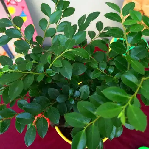 绿植盆栽名贵花木小叶叶紫檀木紫檀室内桌面绿植