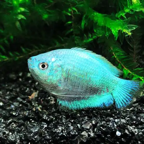 丽丽五彩观赏七彩招财大号蓝血观赏鱼鱼