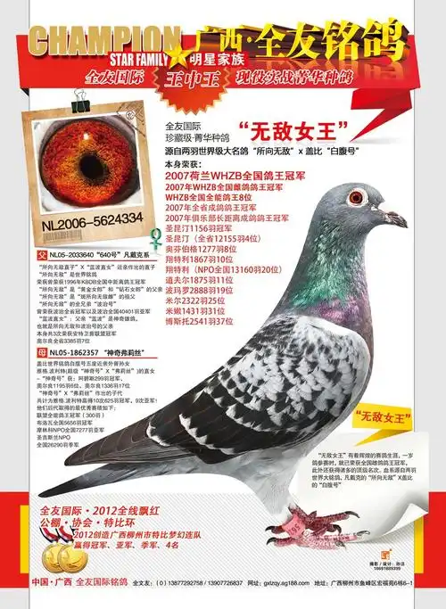 雌雄:雌 血统:凡戴克"所向无敌"x盖比"白腹号" 赛绩:荷兰whzb全国鸽王