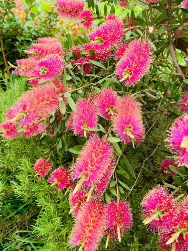 令人着迷的红千层